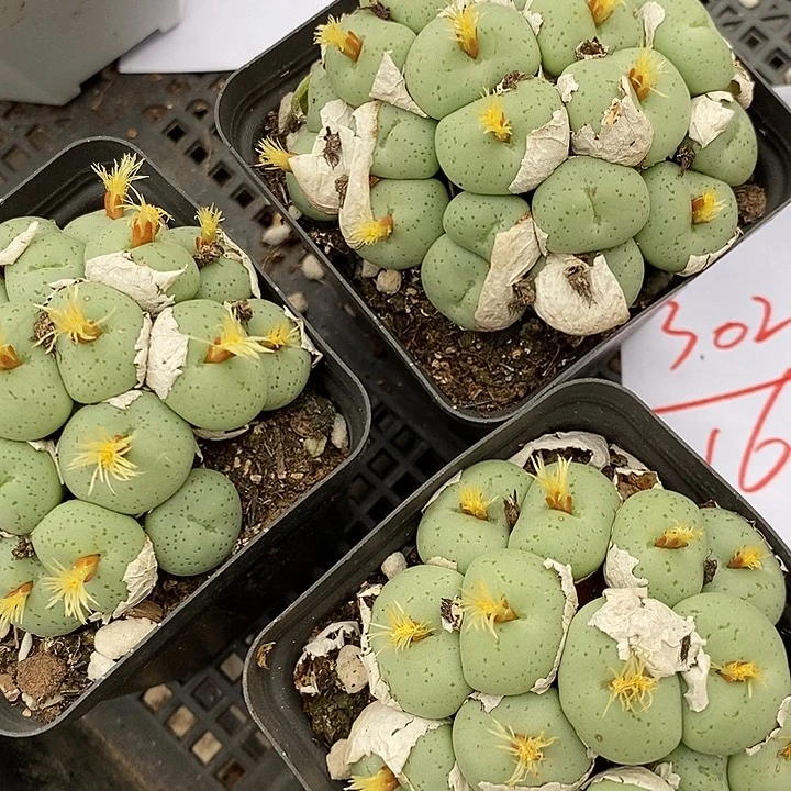 3028吕氏大饼一群。