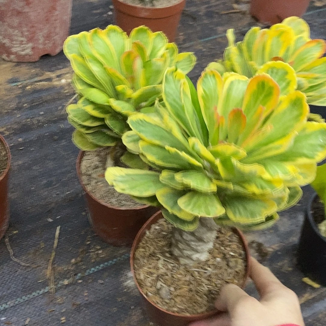 扇贝麒麟锦一物一拍