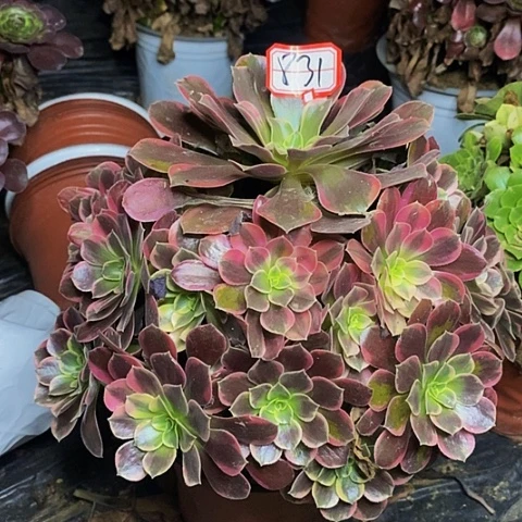 金丝雀老桩捧花831号