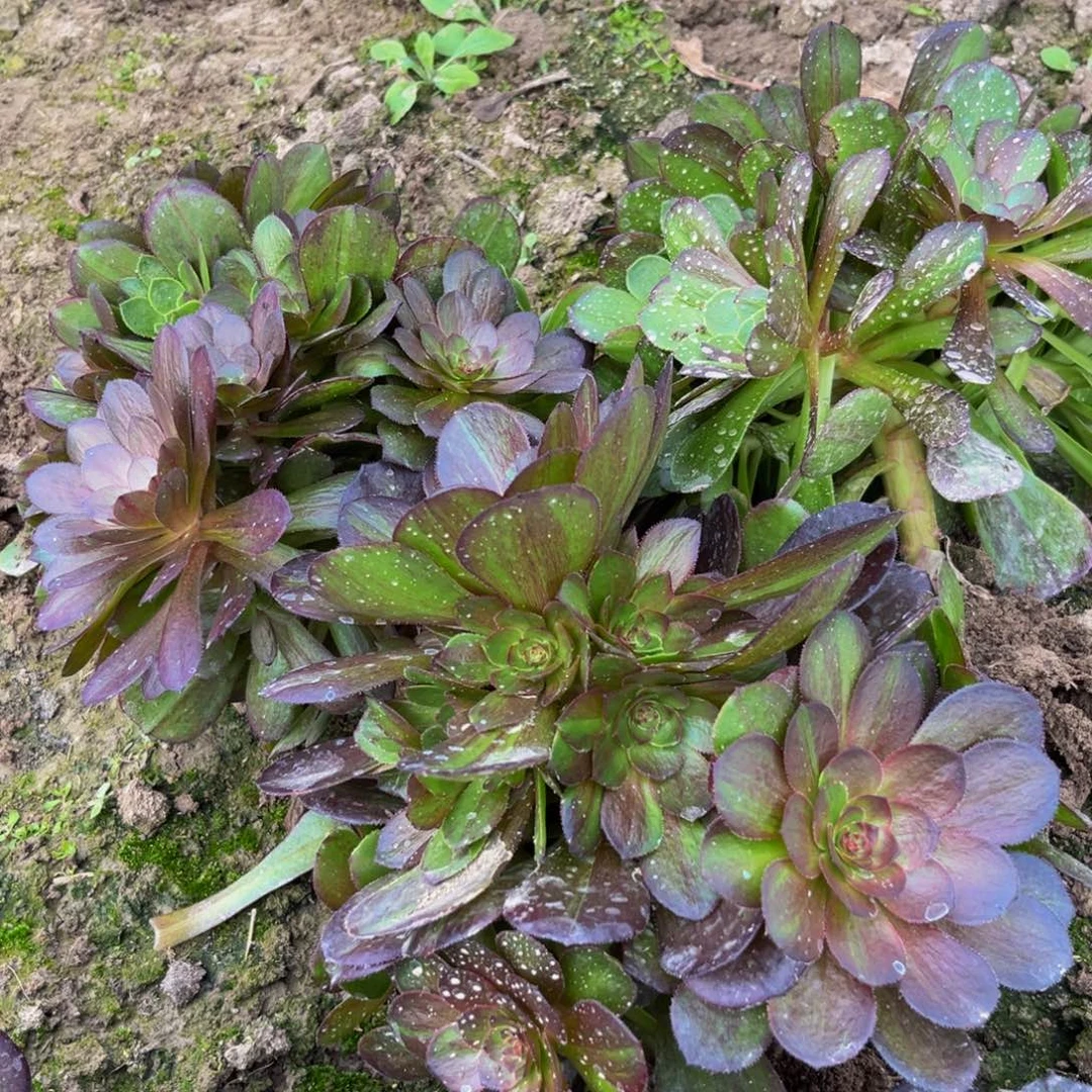 花月夜多肉植物捧花的