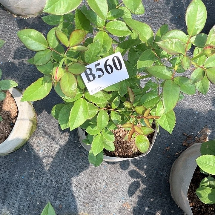 无花朵火烈鸟560号