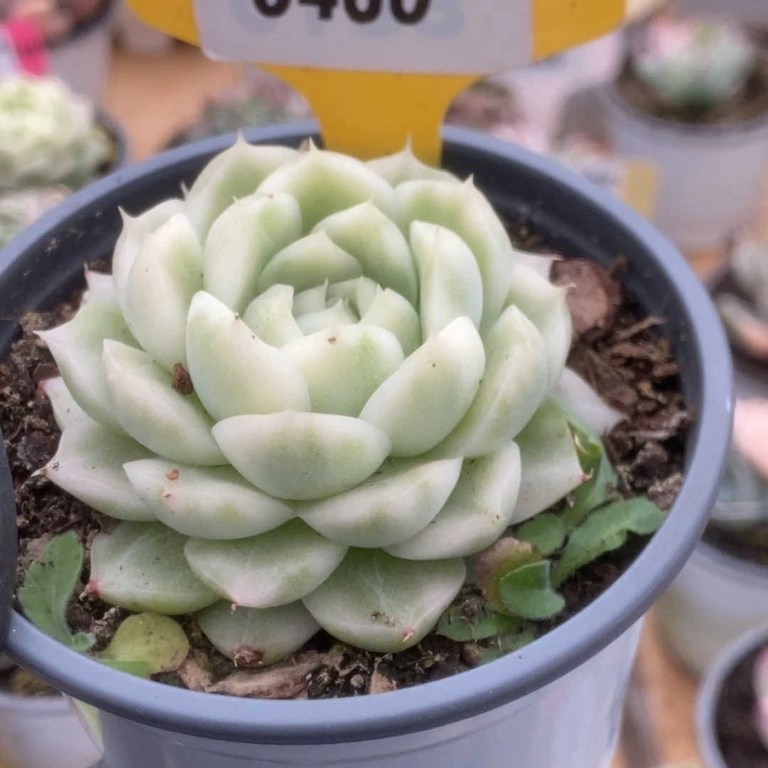 460白瓷麦杆锦锦锦锦锦锦