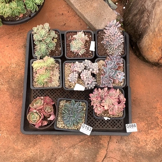 云***羽一盘子163 全场默认微瑕7-8天发货