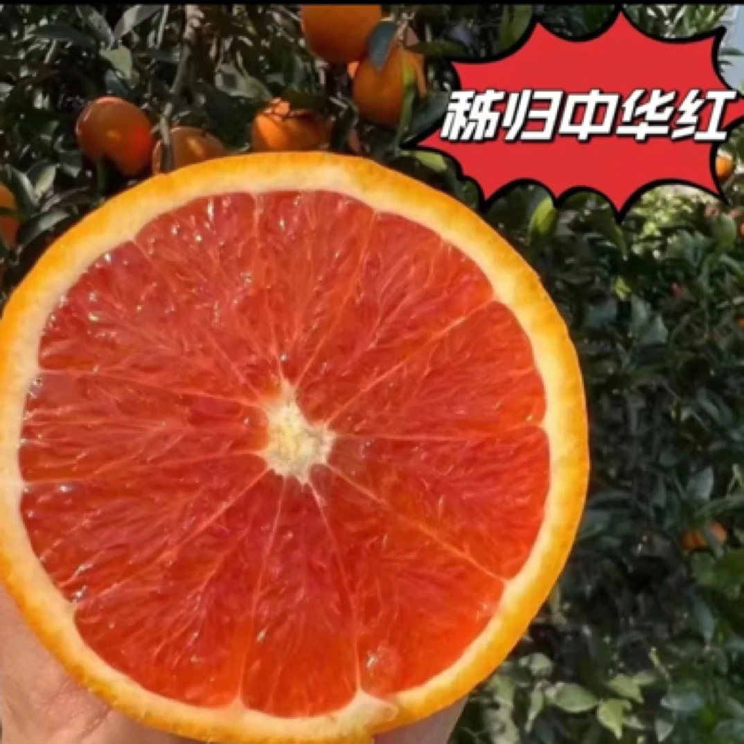 湖北三峡秭归江边中华红橙/果园直发/个小/5-9斤/坏果包赔