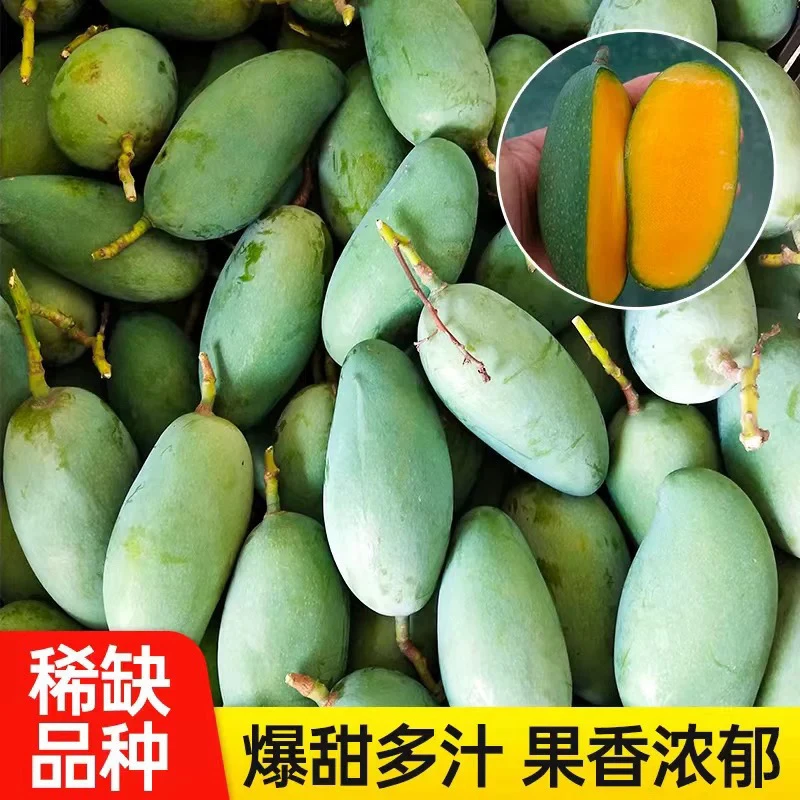 【生熟可吃】正宗云南保山潞江坝翡翠小青芒小香芒应季水果现摘现发