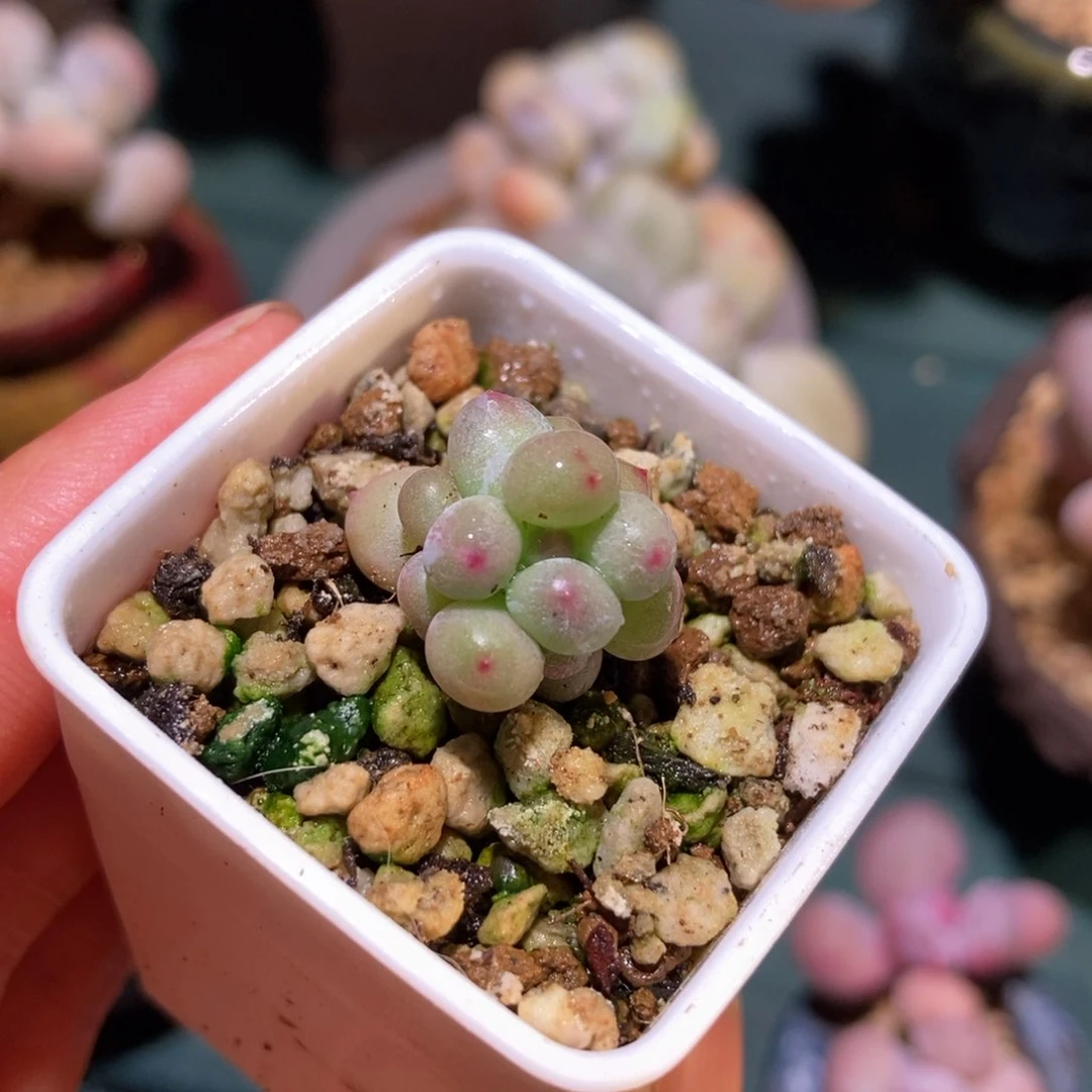 三头萤火虫一物一拍