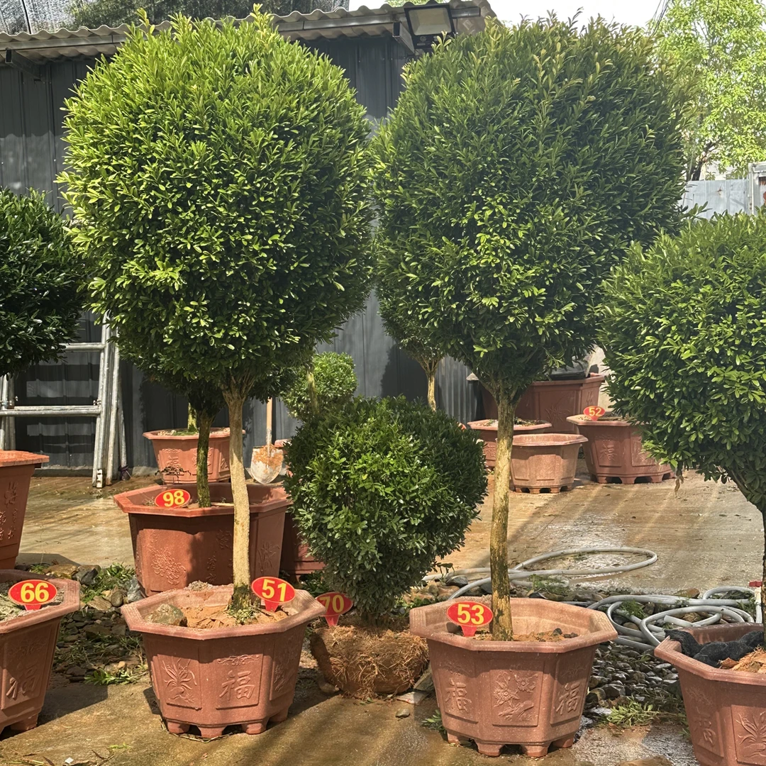 盆景老桩室内外绿植四季常青好养活植物盆栽