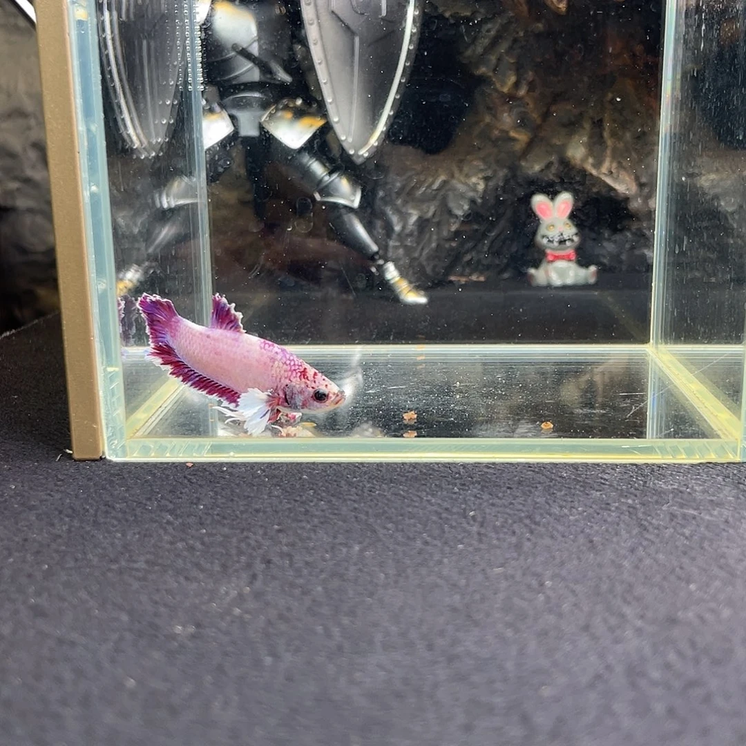 斗鱼十月二十四日竞价