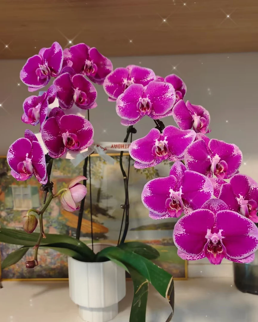 2.8【大财主】2.8杯蝴蝶兰成熟苗子发货【满2颗包邮】