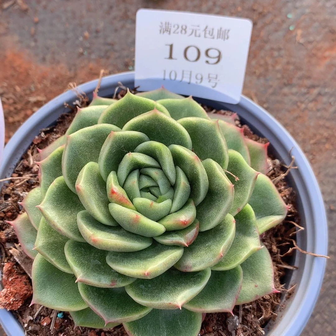 【闪购商品】云109号