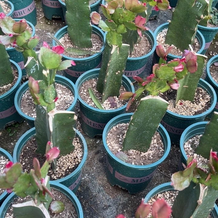 *****53号037黄色重瓣，88888