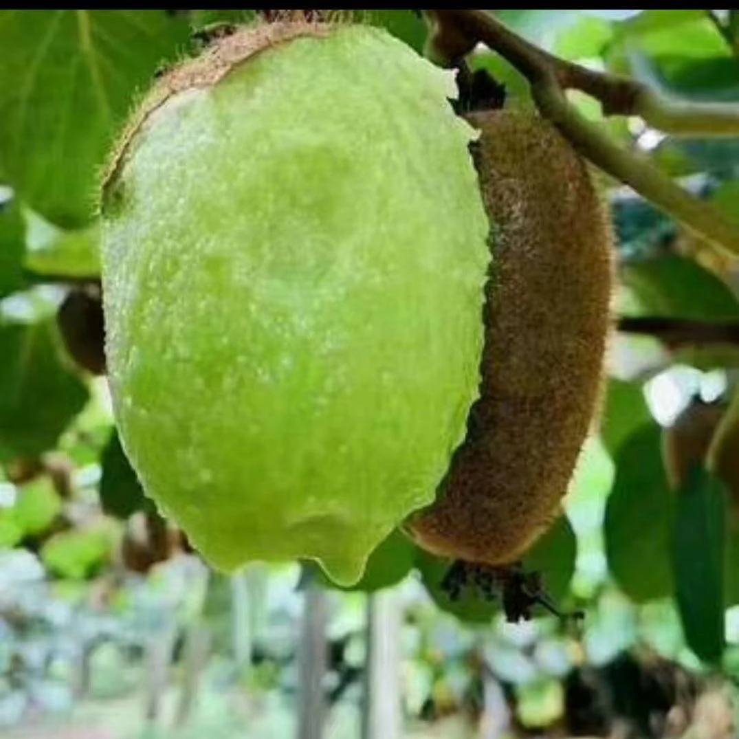 7 0后大姐助农猕猴桃