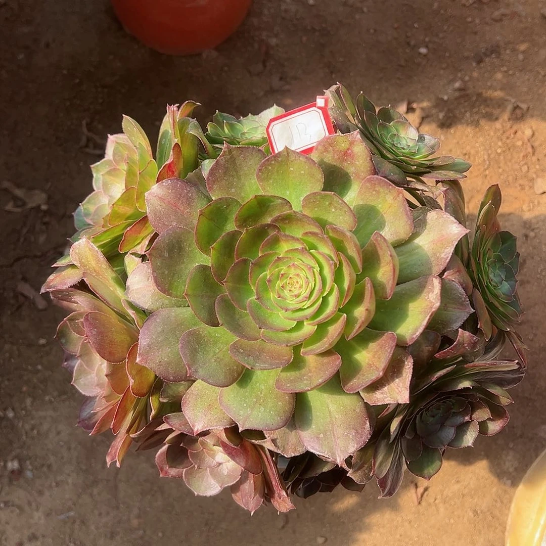 紫砂茶宠倾城中斑锦阴阳113