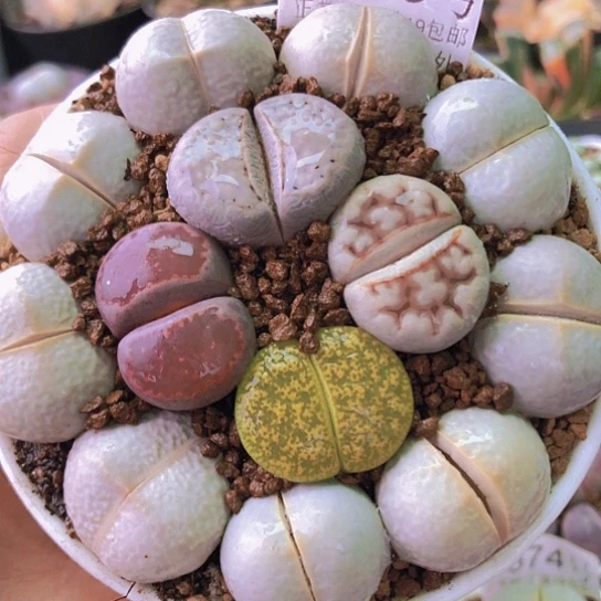 无花朵1365，2.3厘米左右