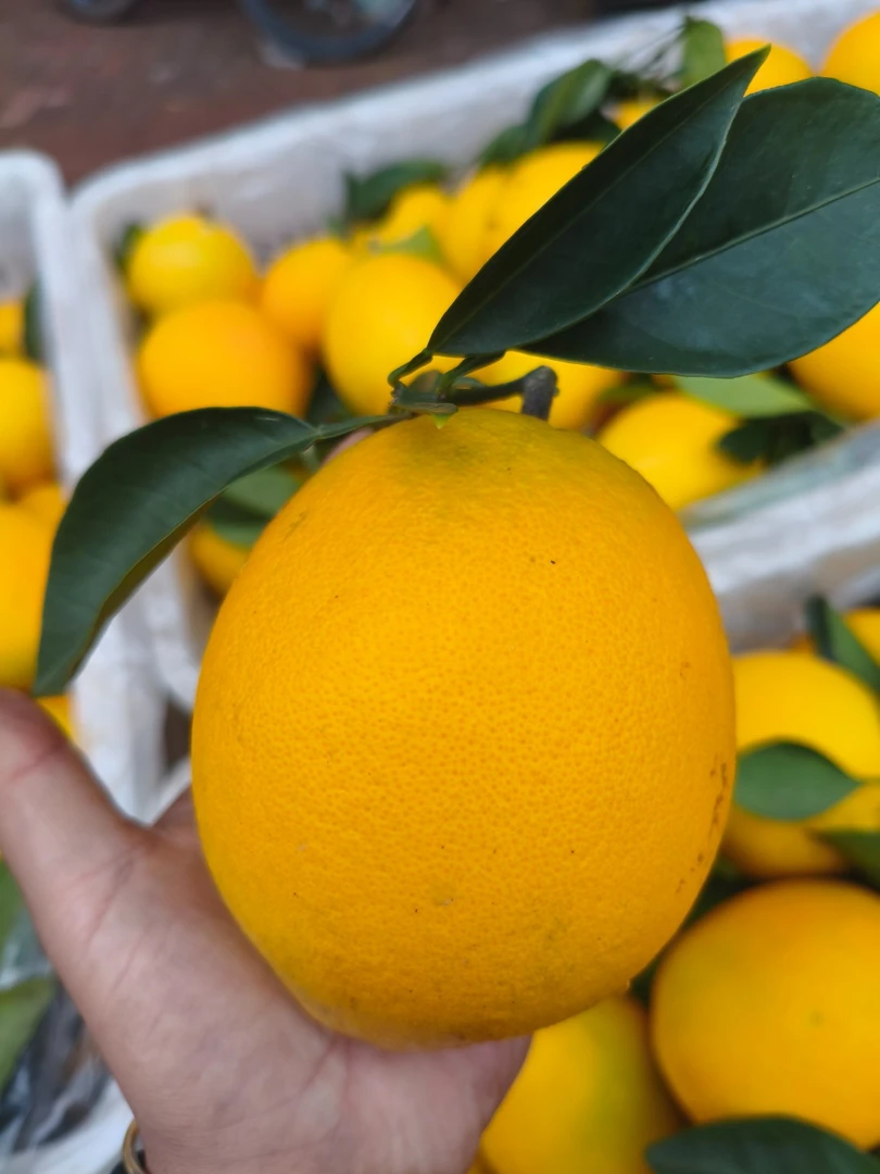 正宗赣南脐橙新鲜现发自家果园种植