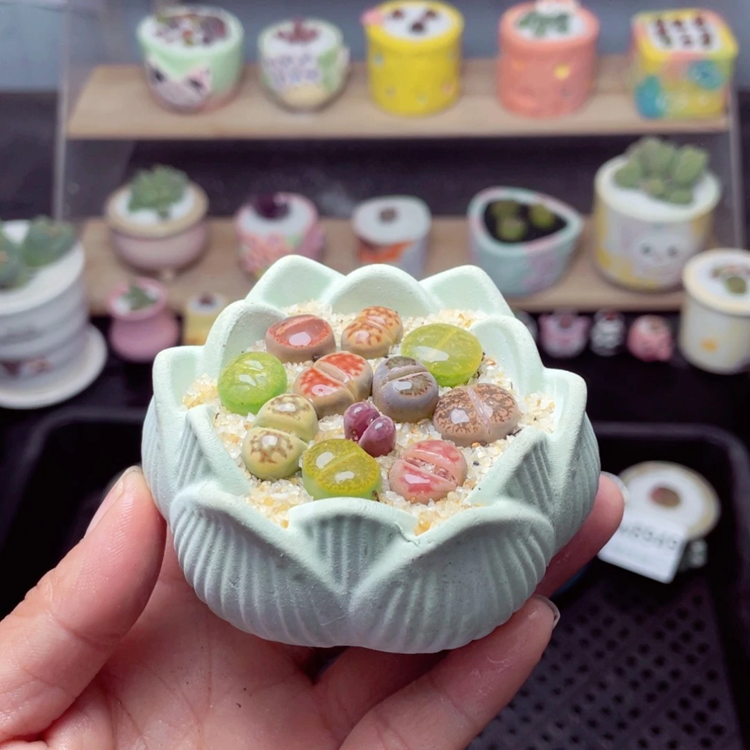 w8952 带盆土发货-零下地区拍保温箱