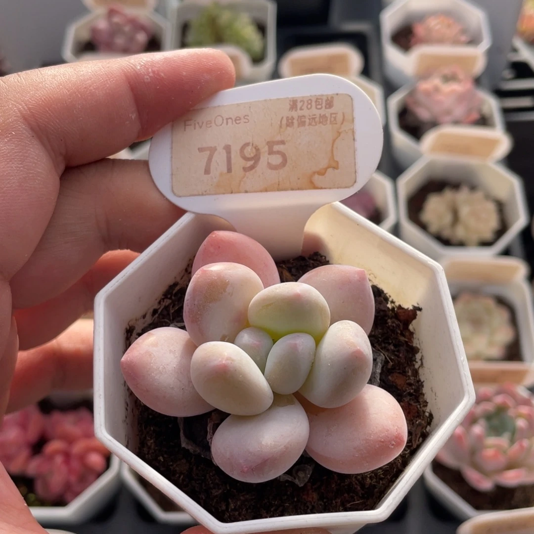 香水7195-5.5厘米