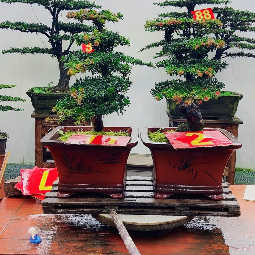 不开花植物罗汉松