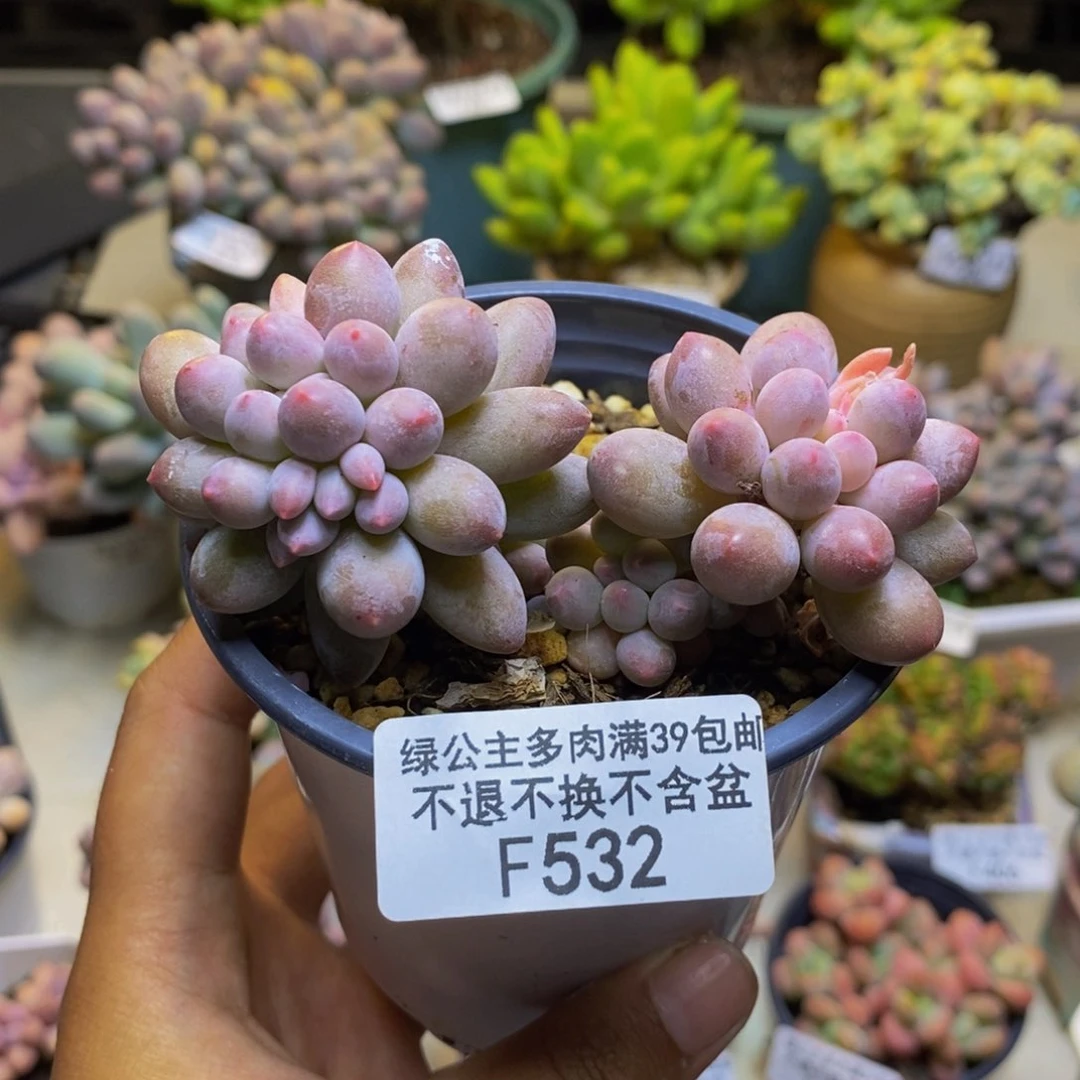 532香水手指奶多肉7cm
