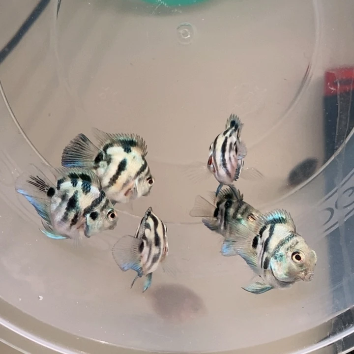 海水鱼嘟嘟嘴宝蓝迷你鹦鹉一组