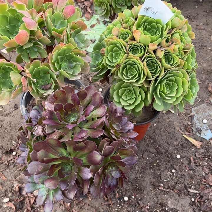 绮***零4号3颗多肉植物，不包断头