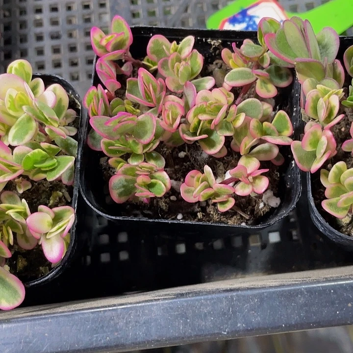 太阳花锦2.8带盆土