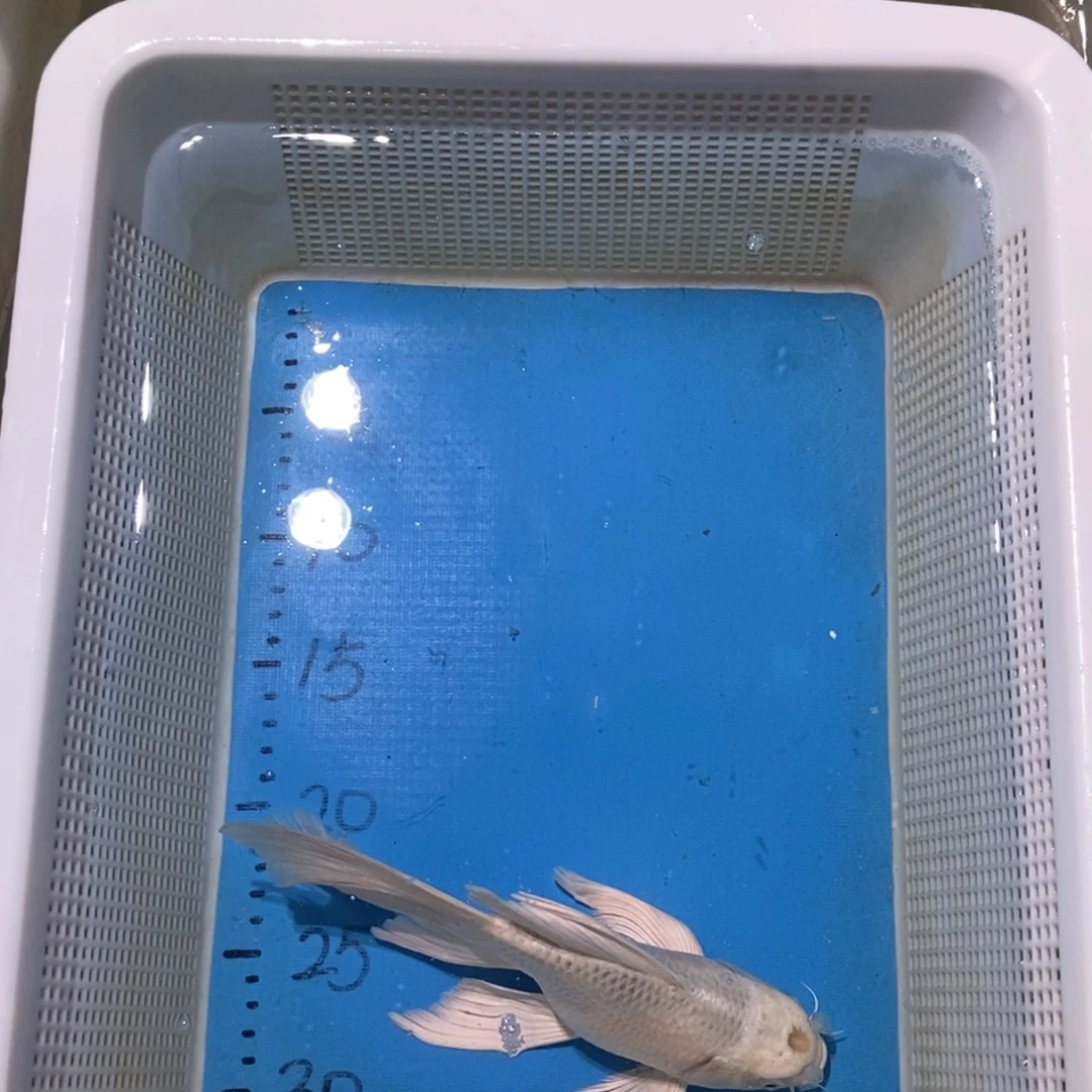 锦鲤锦鲤包邮包售后