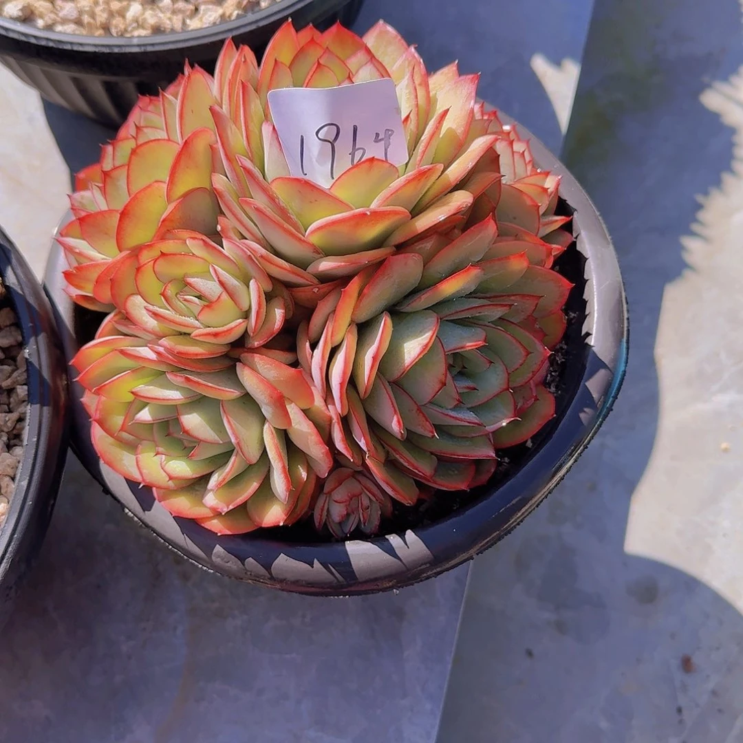 用****21964牡丹亭多肉植物