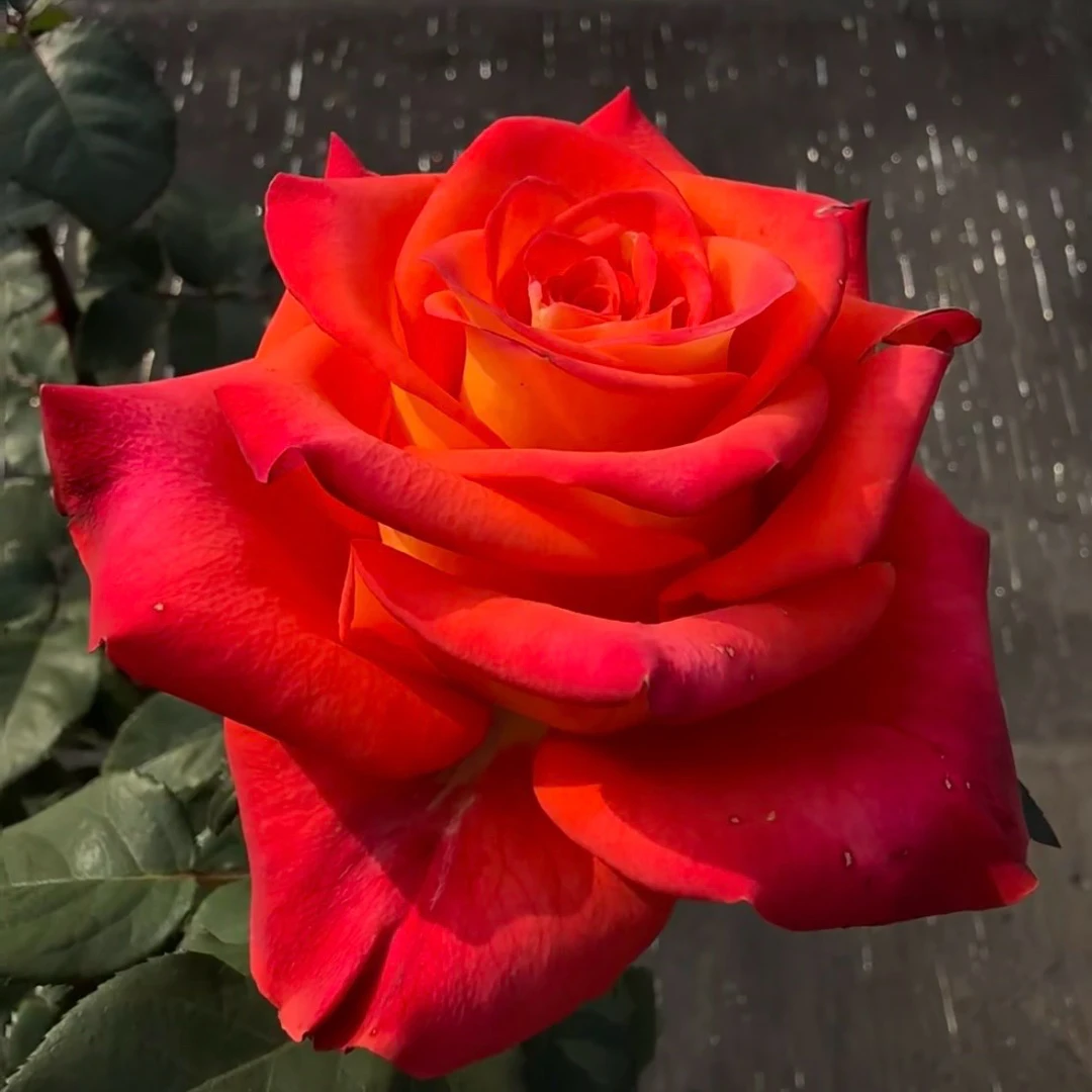 小调 根接苗 匠人月季 玫瑰花 四季开花阳台盆栽植物