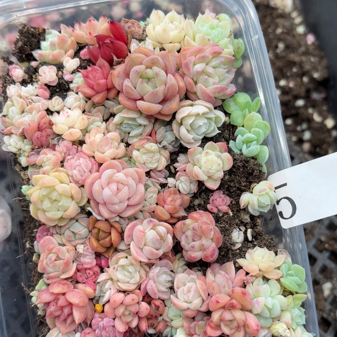 多肉植物多肉植物5