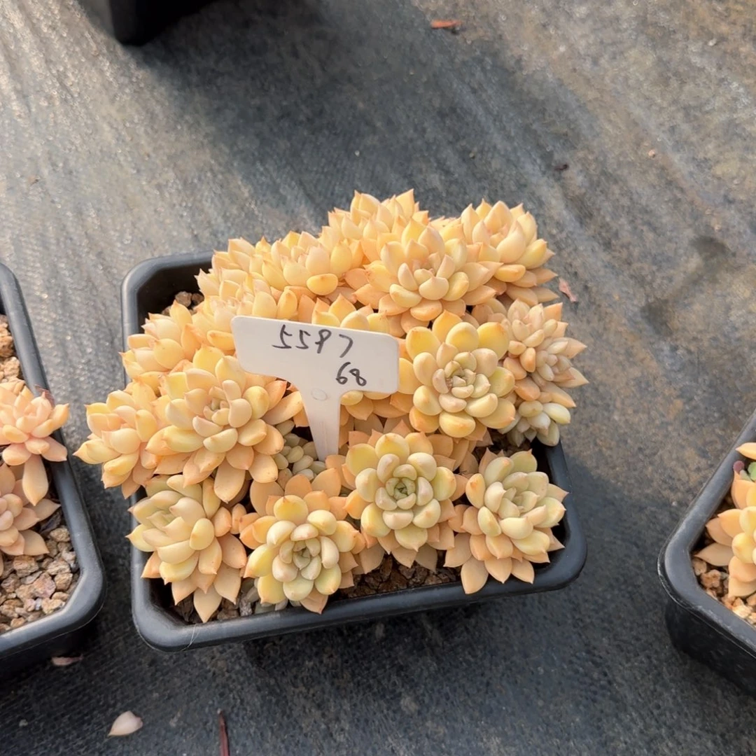 用****75597，璀璨