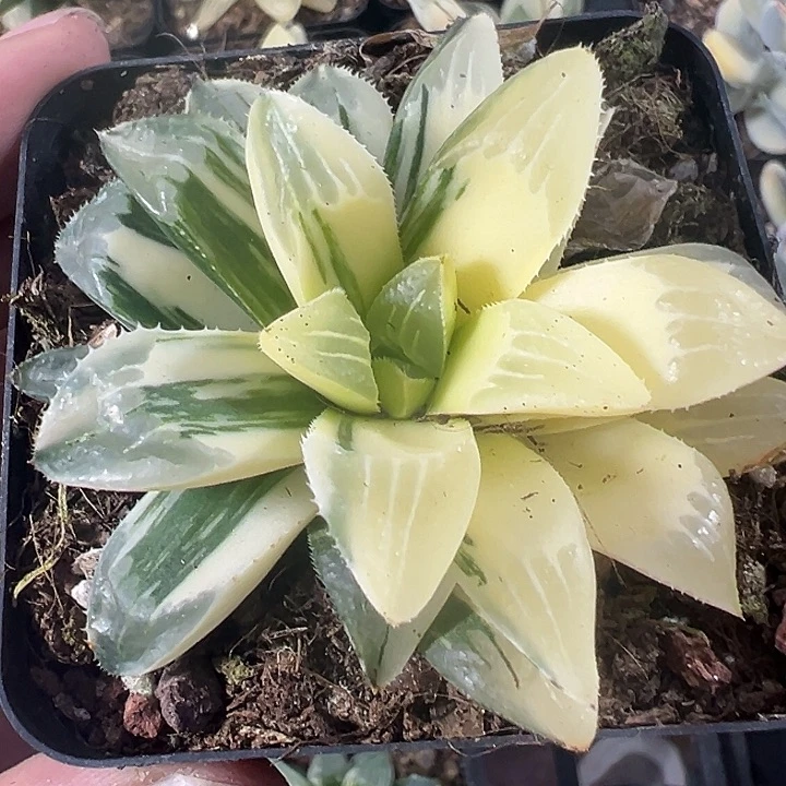 姬寿锦精品多肉植物大战