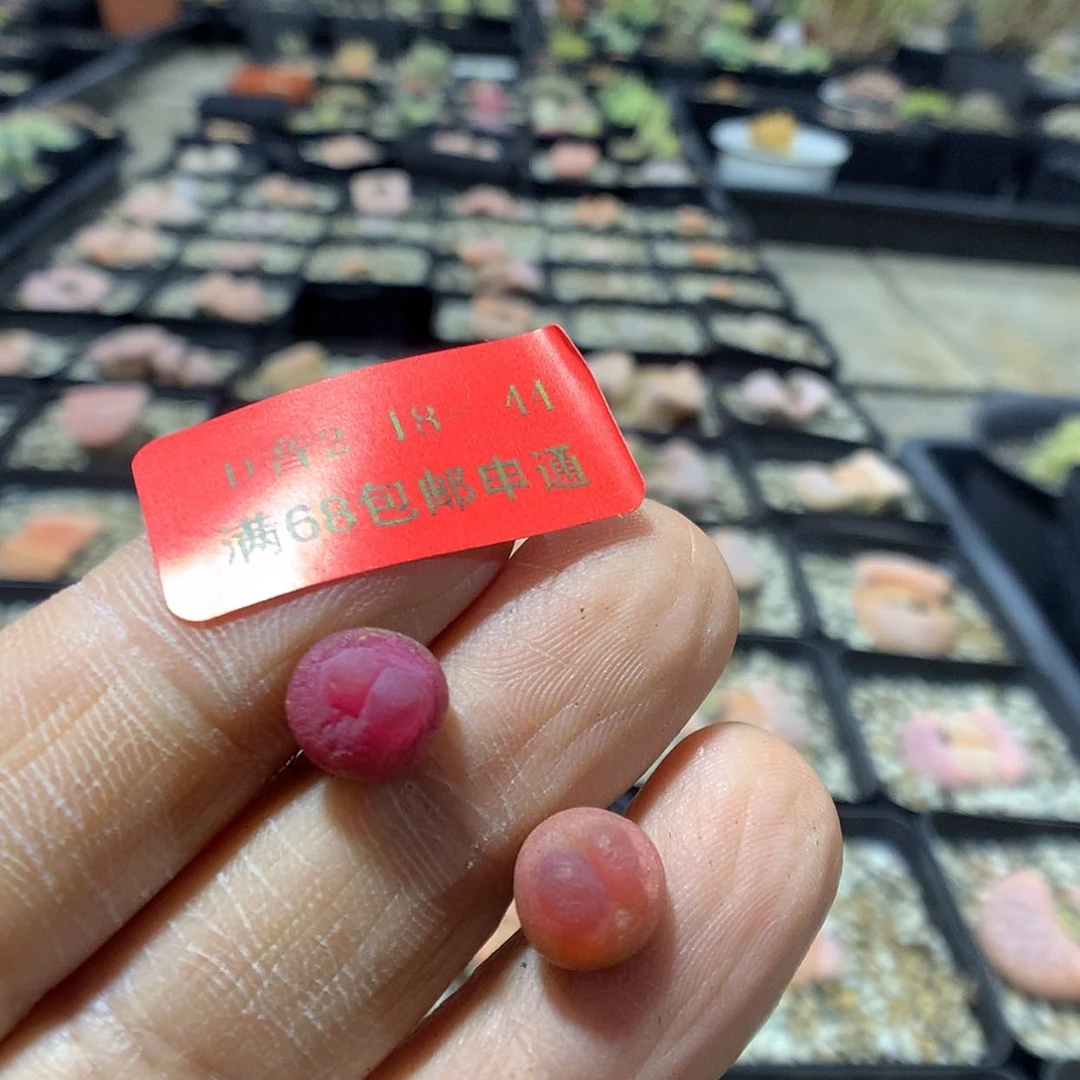 【闪购商品】2-18-44 微瑕拉登2颗 特45