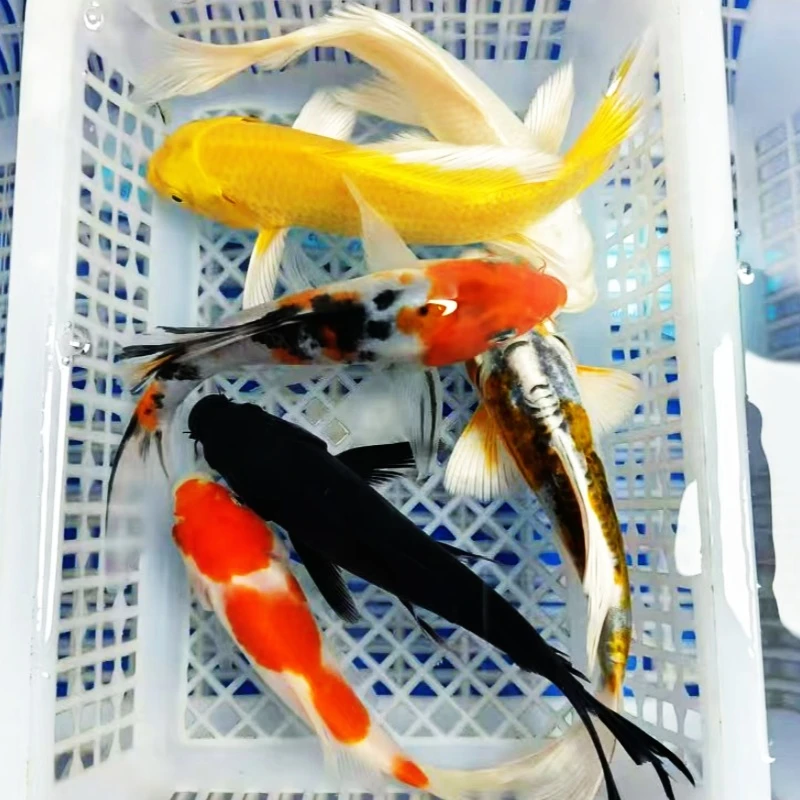 14号【1黄+1白+1黑+1红白+1兰花】12-15 红白是草金 冷水鱼