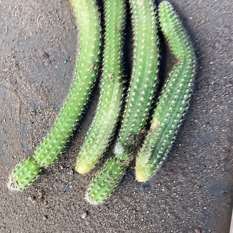 双面伊人侧牙白糖357744