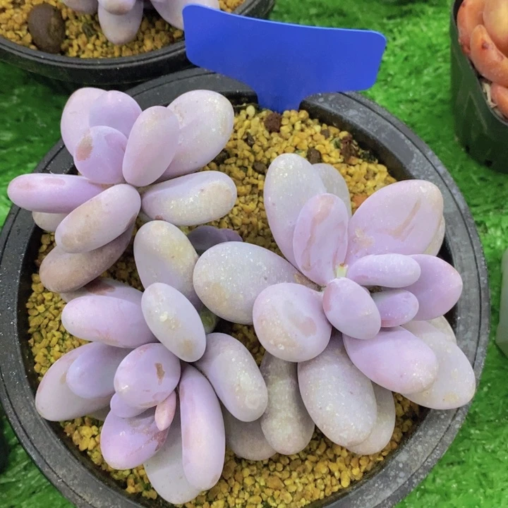 开心多肉，多肉植物