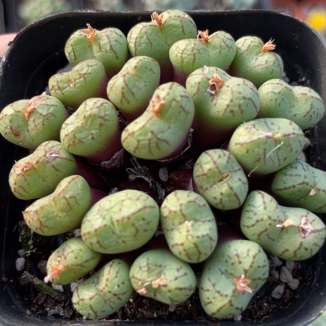 安贞猴杂大群一物一拍～3