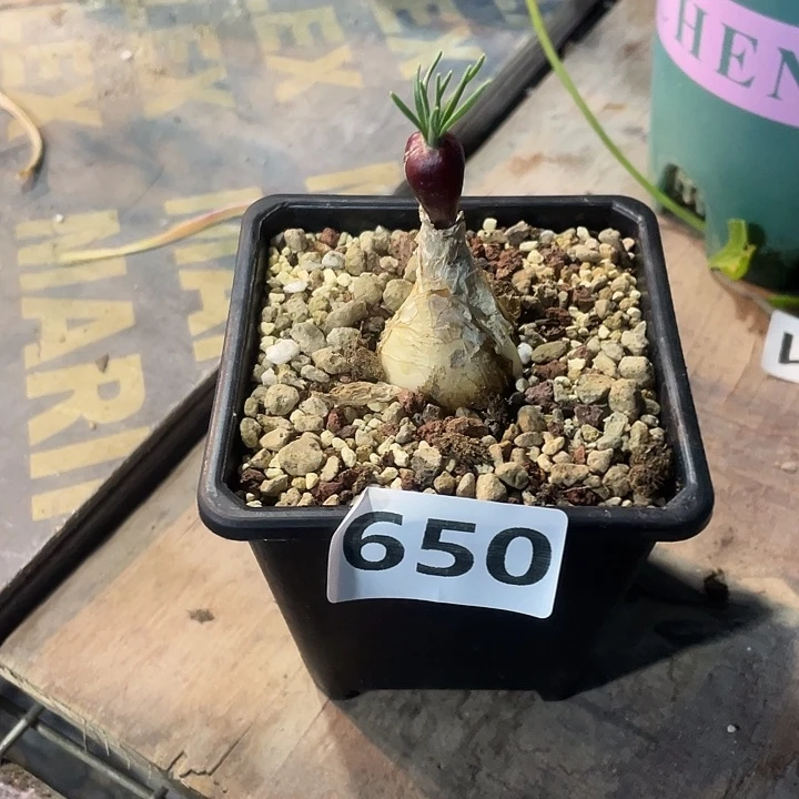 650产地GN弹簧草块根