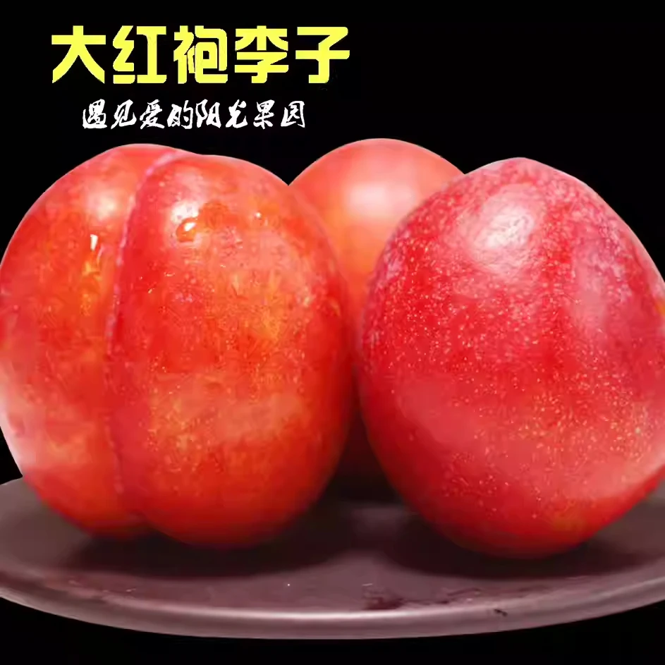 【大红袍李子】纯甜无酸 3/斤