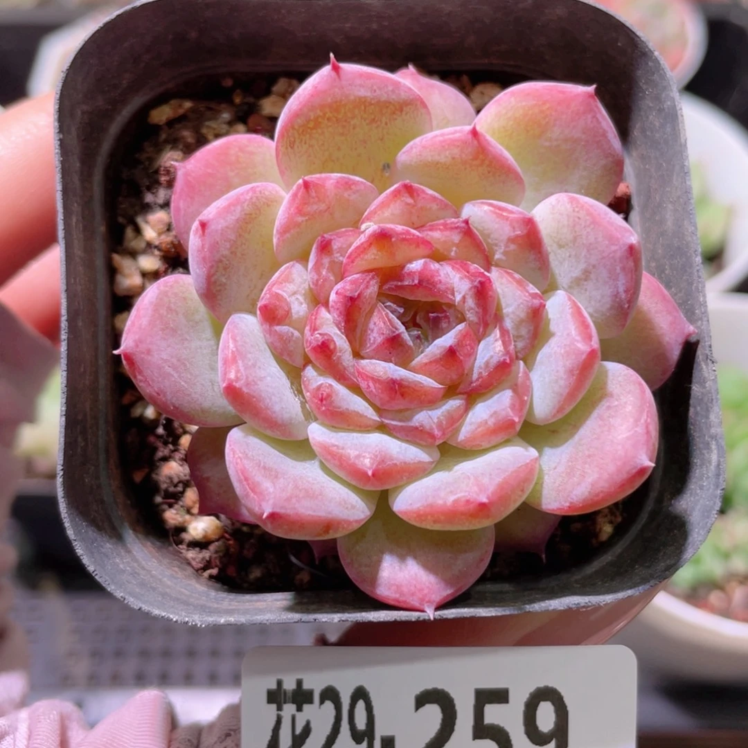 花利美29-259果汁