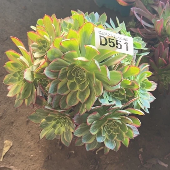 六**虹一颗多肉法师植物