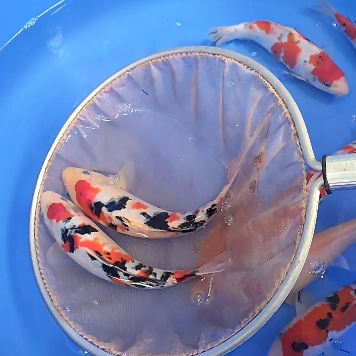 海水鱼博森锦鲤23厘米