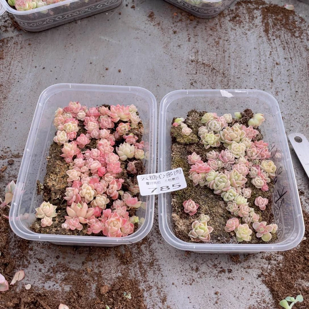 铁**妹云糖心多肉植物785