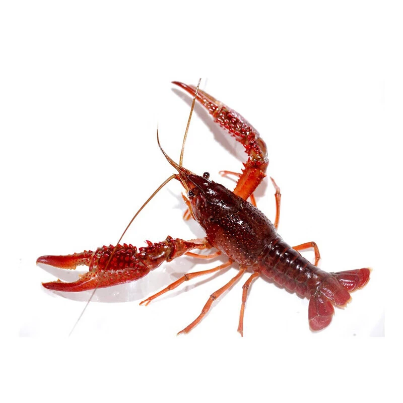 鲜活小龙虾小青一斤小龙虾制品小龙虾制品小龙虾制品