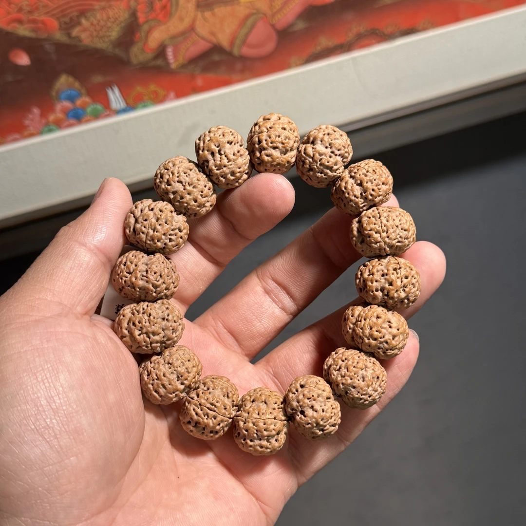 尼泊尔大金刚牙虎籽