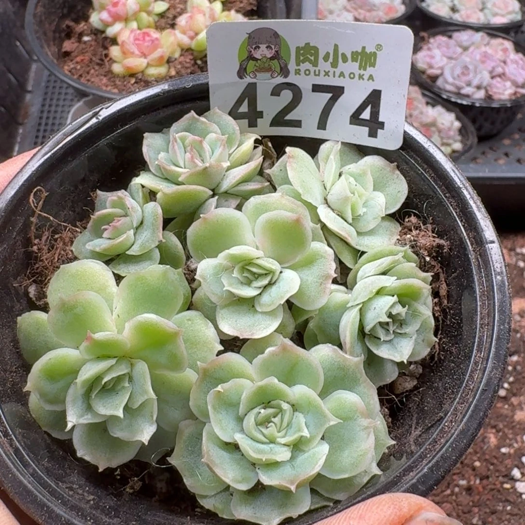 多肉植物多肉植物