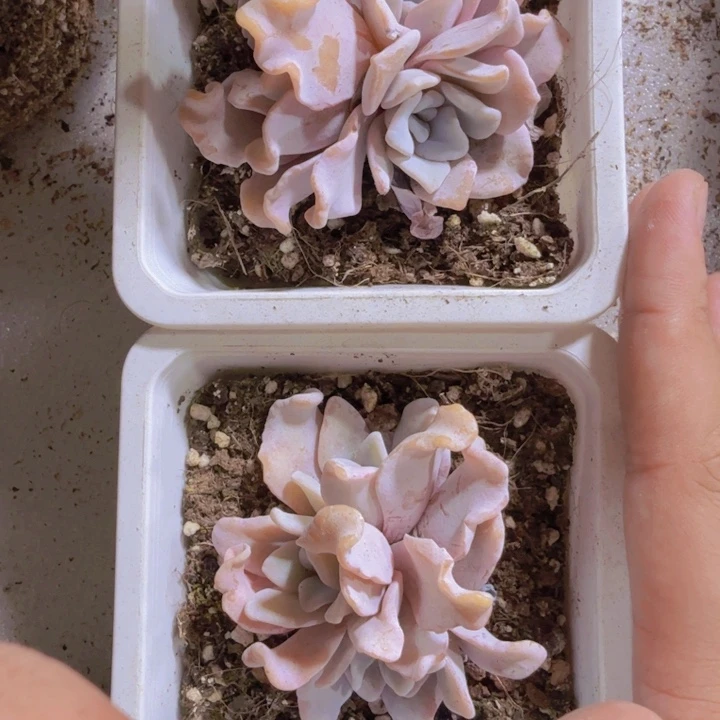 粉饺子皮一颗十厘米盆