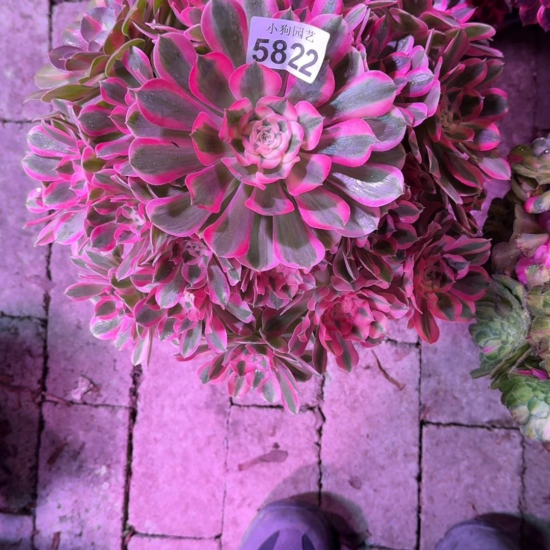 顾***诚初恋多肉植物5823