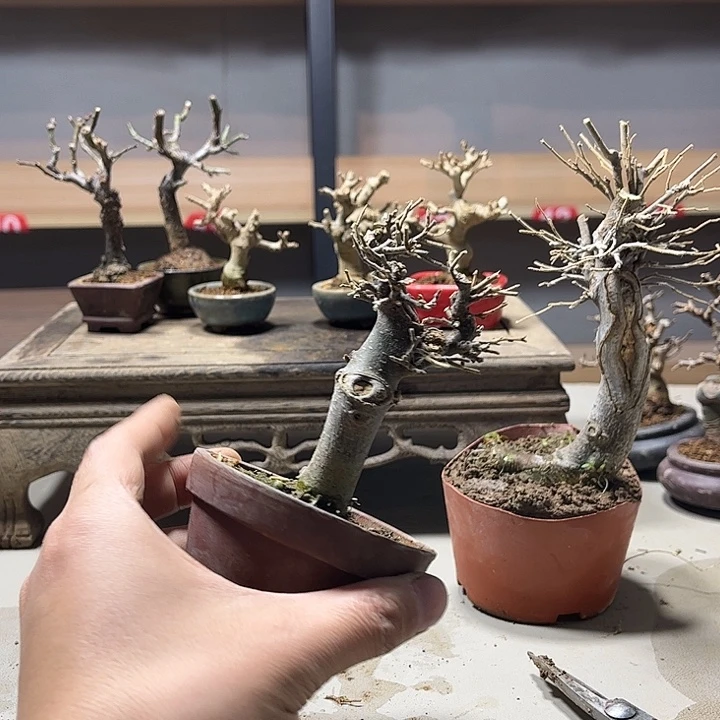 呼***哈无花朵朴树相思树盆景