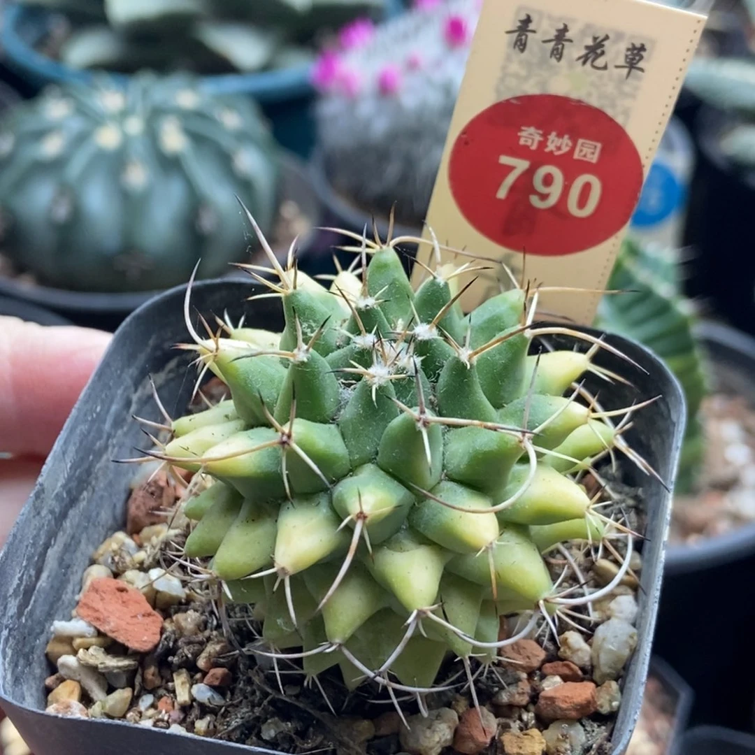 实生黄体瓦格纳乳突一颗仙人球